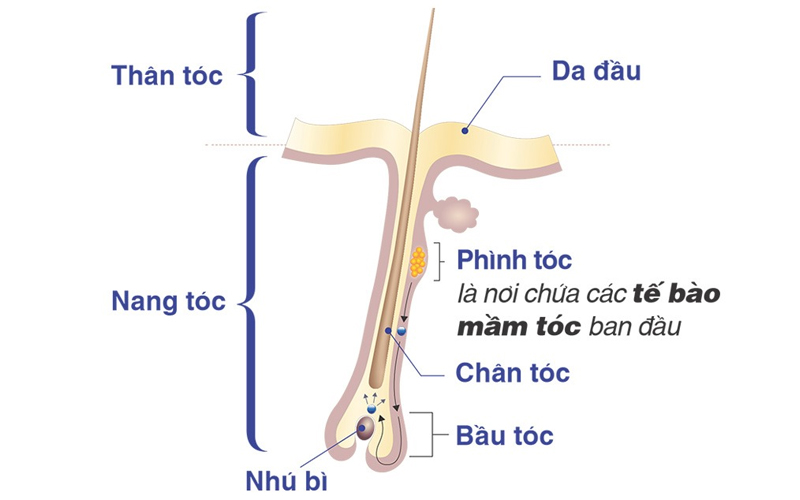 cau-tao-cua-toc