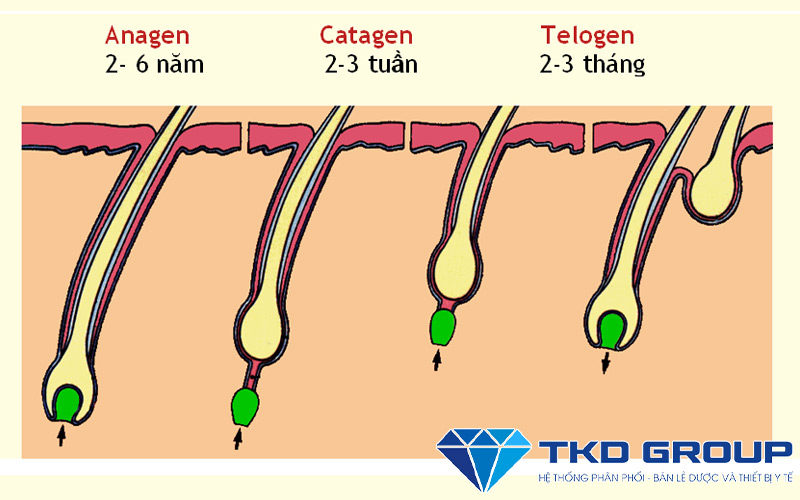 giai-doan-tang-tuong-cua-toc