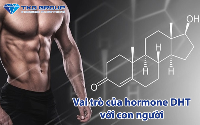 vai-tro-cua-hormone-dht-la-gi