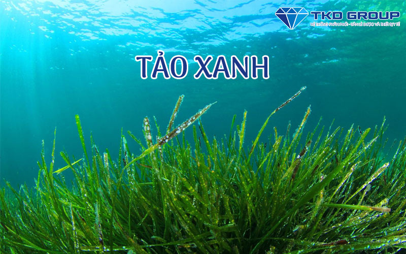 dau-goi-tri-vay-nen-da-dau-chua-tao-xanh