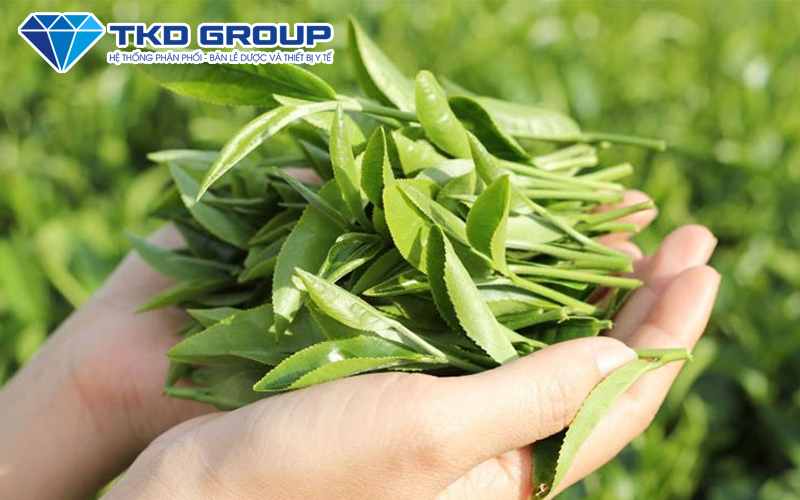 Cách làm tóc hết bết cho nam giới bằng trà xanh