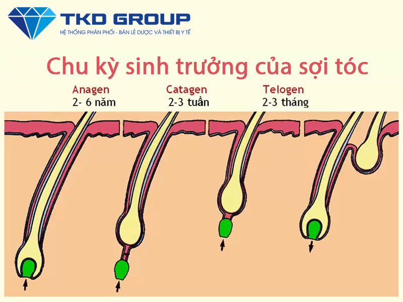 Chu kỳ sinh trưởng của sợi tóc
